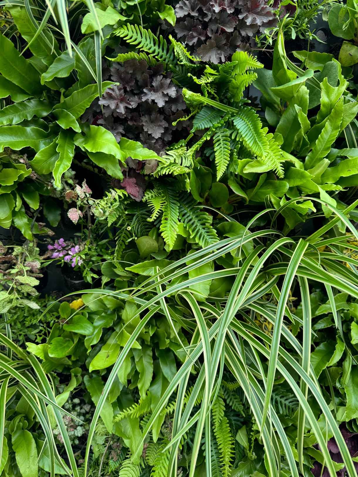 Green living wall panel, with lots of living plants