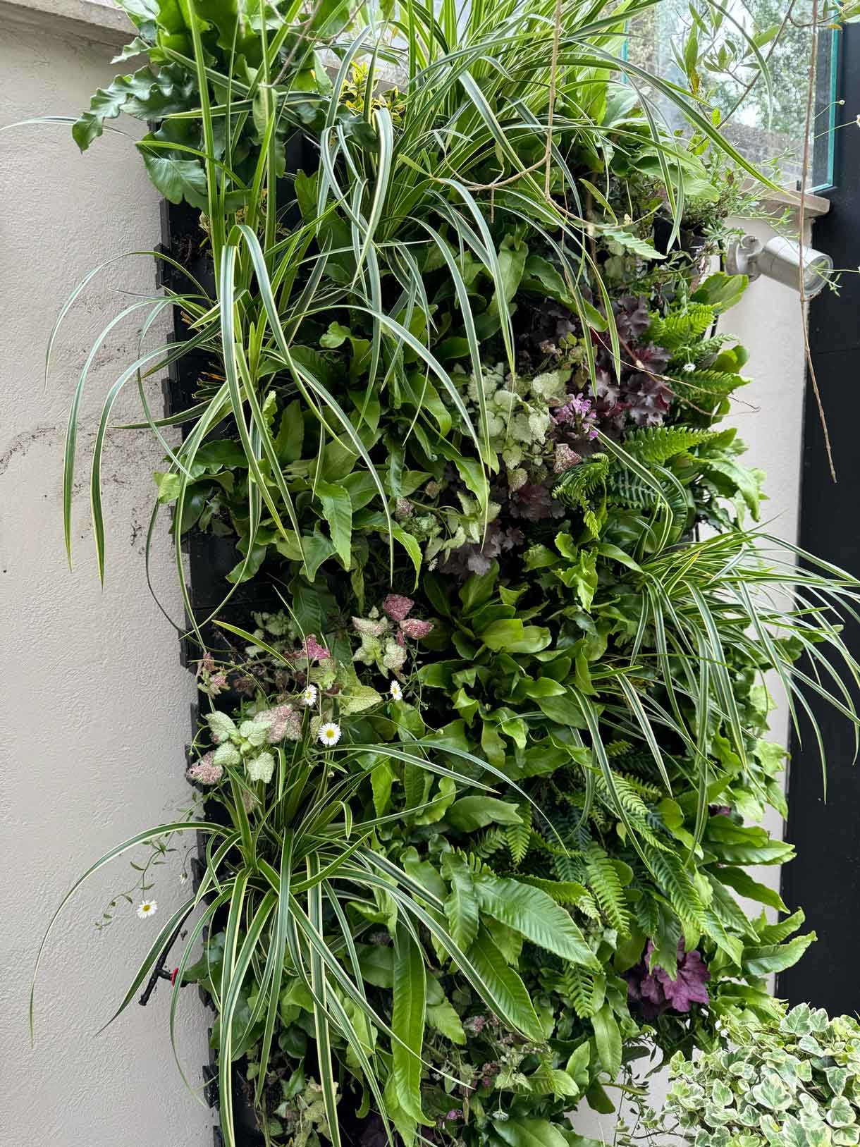 Green living wall panel, with lots of living plants