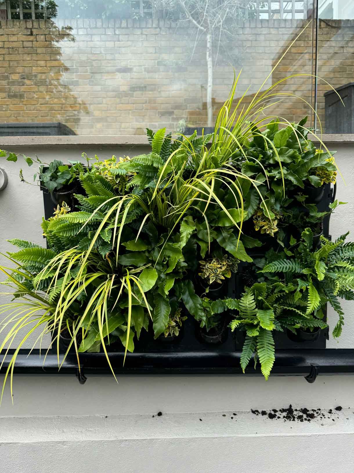 Green living wall panel, with lots of living plants