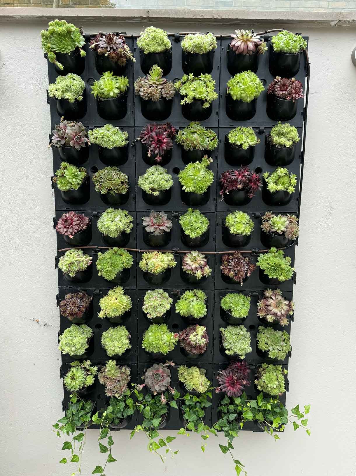 Green living wall panel, with lots of living plants