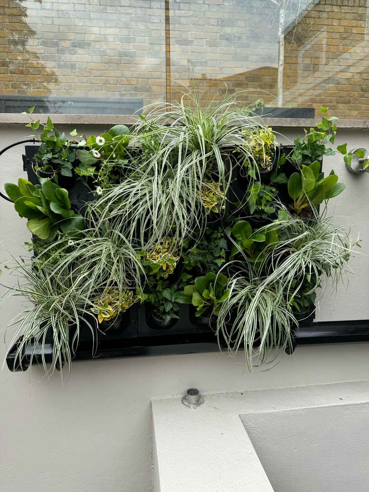 Green living wall panel, with lots of living plants