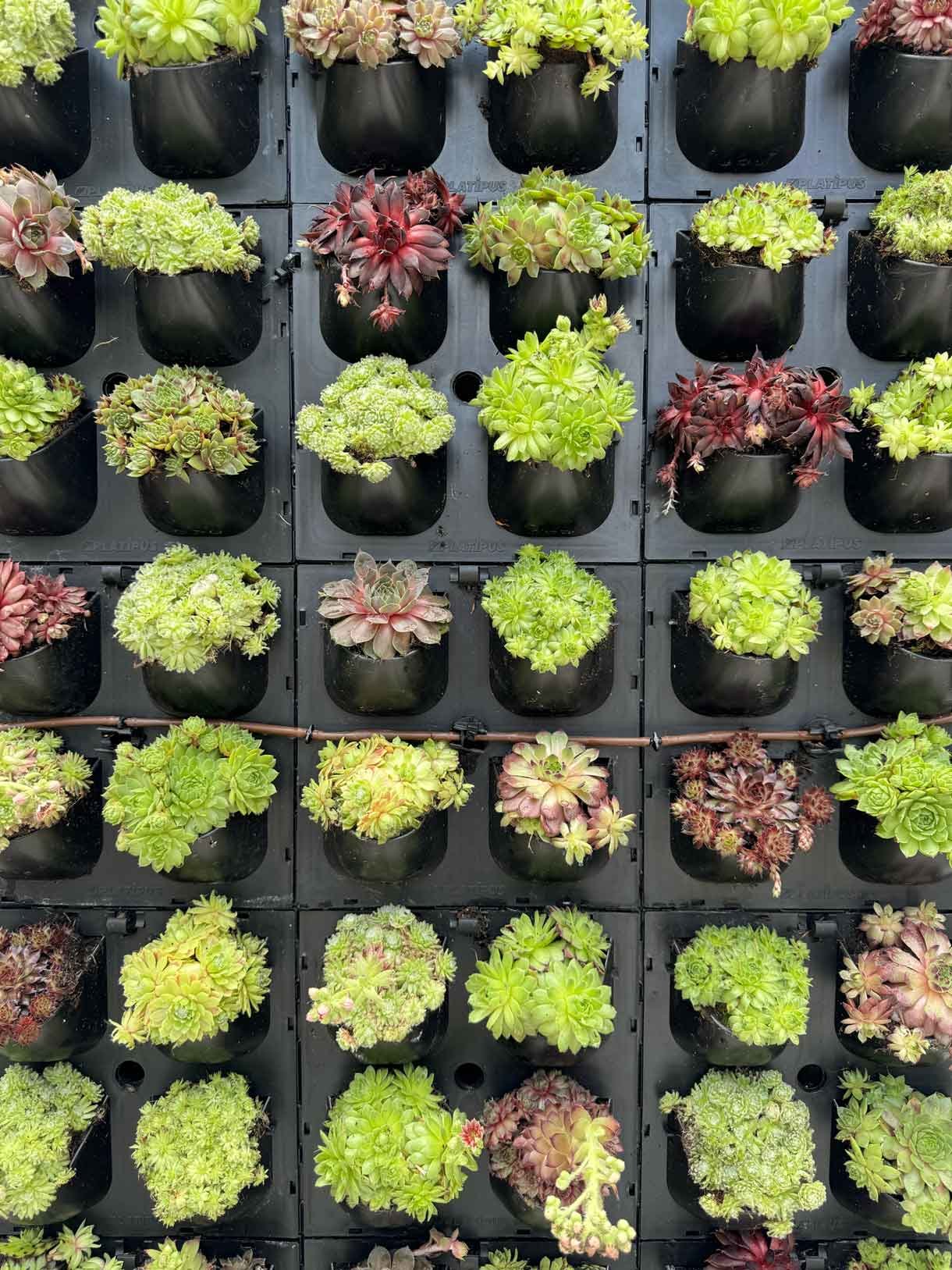 Green living wall panel, with lots of living plants