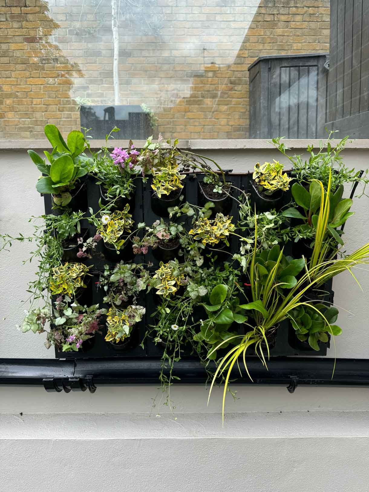 Green living wall panel, with lots of living plants