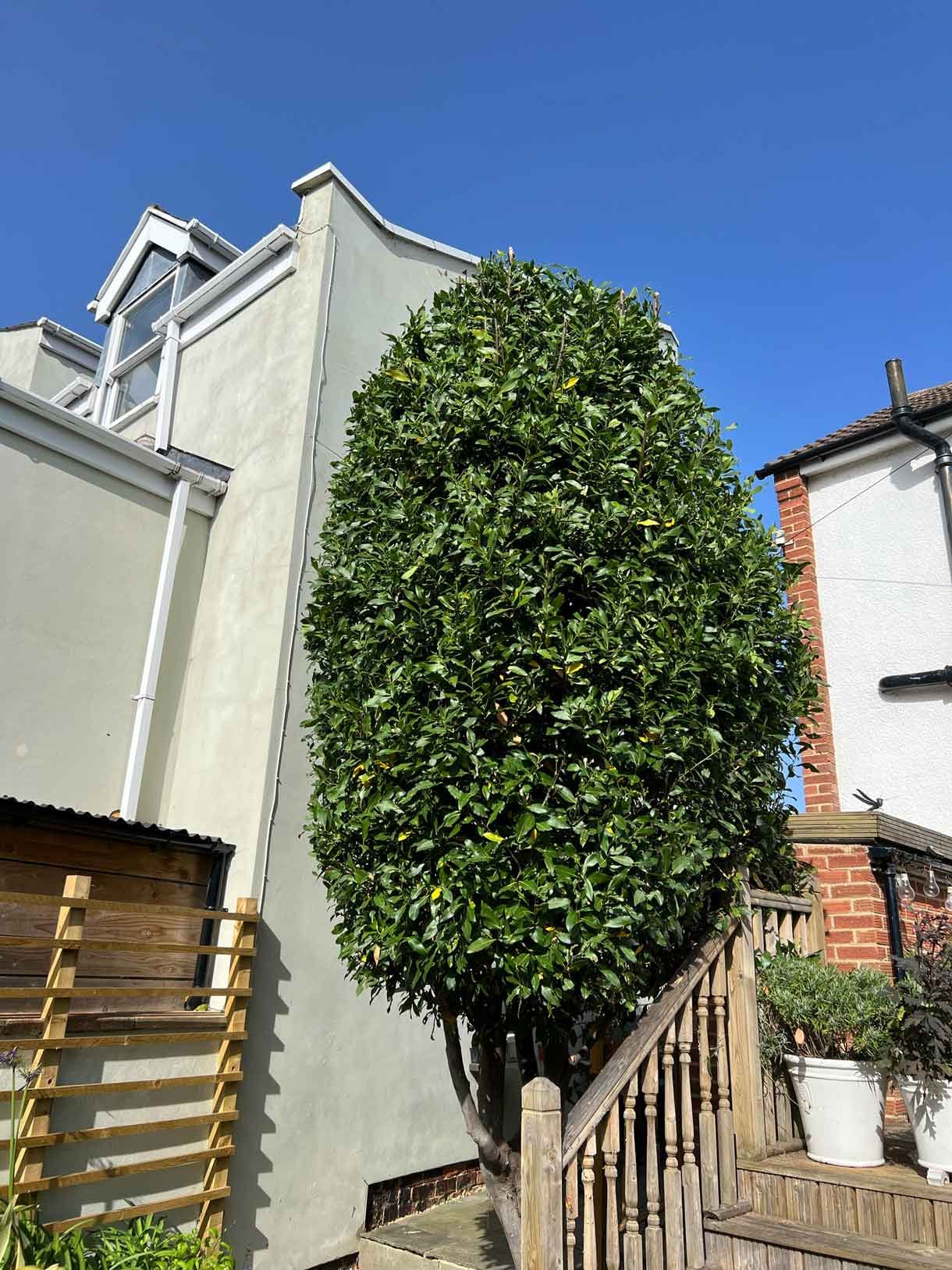 A well kept garden as part of our garden maintenance service.