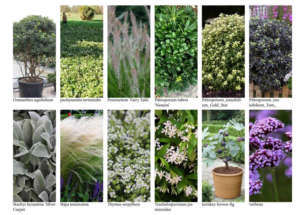 planting design plan and what clients can expect, lots of pictures of plants and where they go
