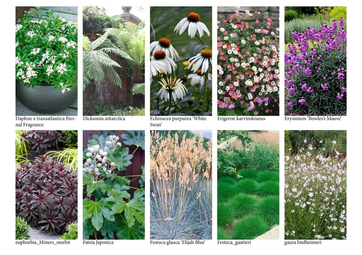 planting design plan and what clients can expect, lots of pictures of plants and where they go