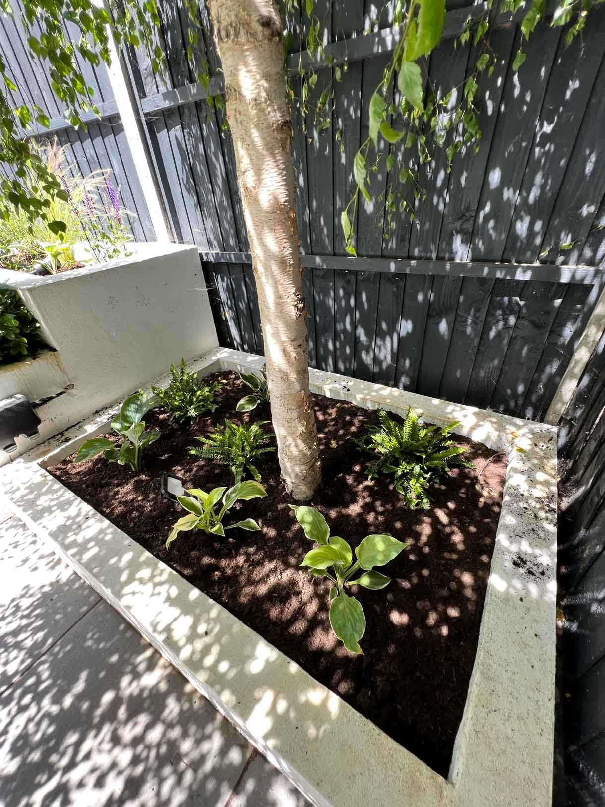 Garden redesign, using porcelain and composite decking and white rendered planters in Ealing, West London.