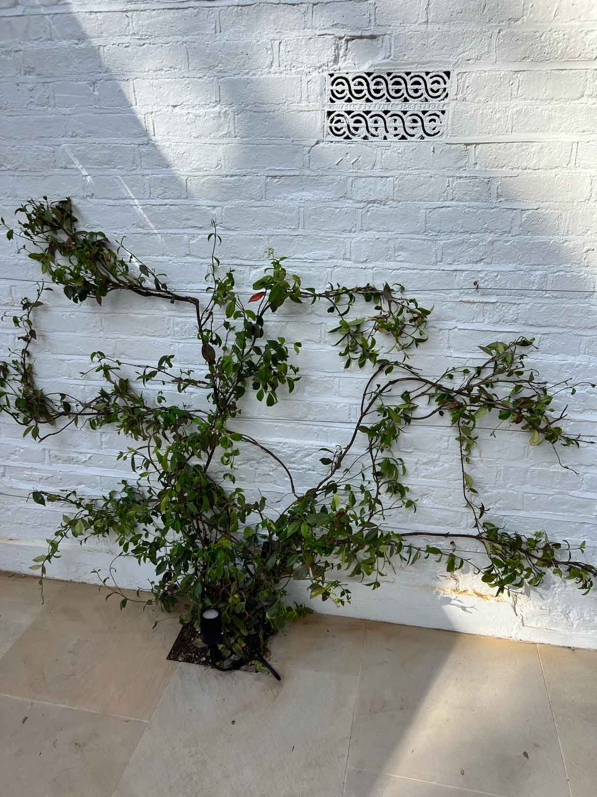 Lots of plants at a project in Notting Hill for a small garden flat.