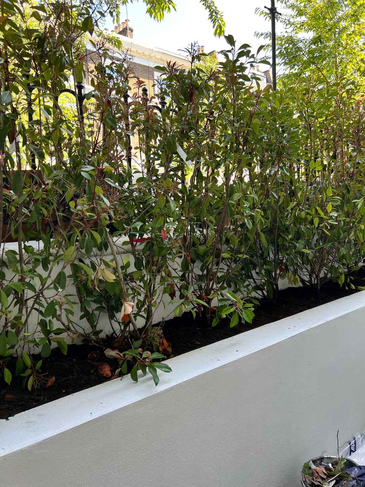 Lots of plants at a project in Notting Hill for a small garden flat.