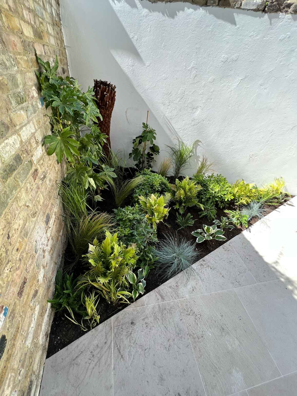 Lots of plants at a project in Notting Hill for a small garden flat.