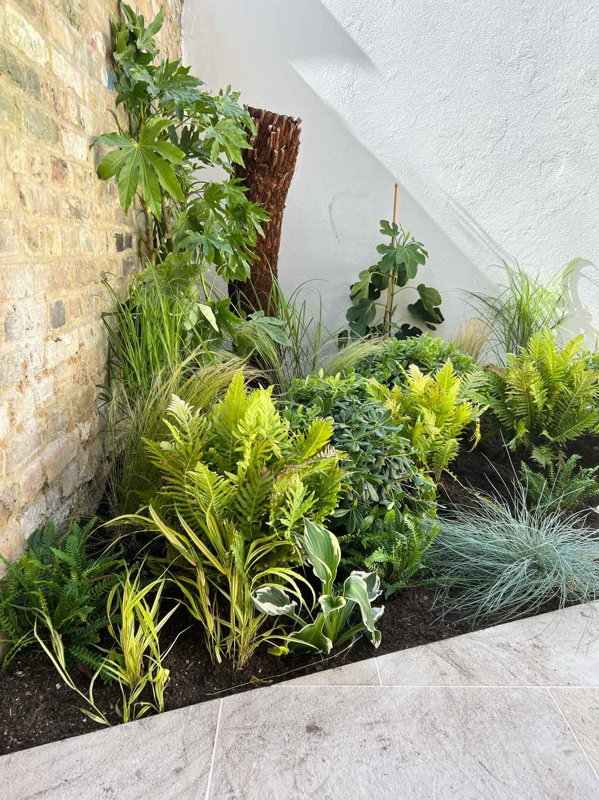 Lots of plants at a project in Notting Hill for a small garden flat.