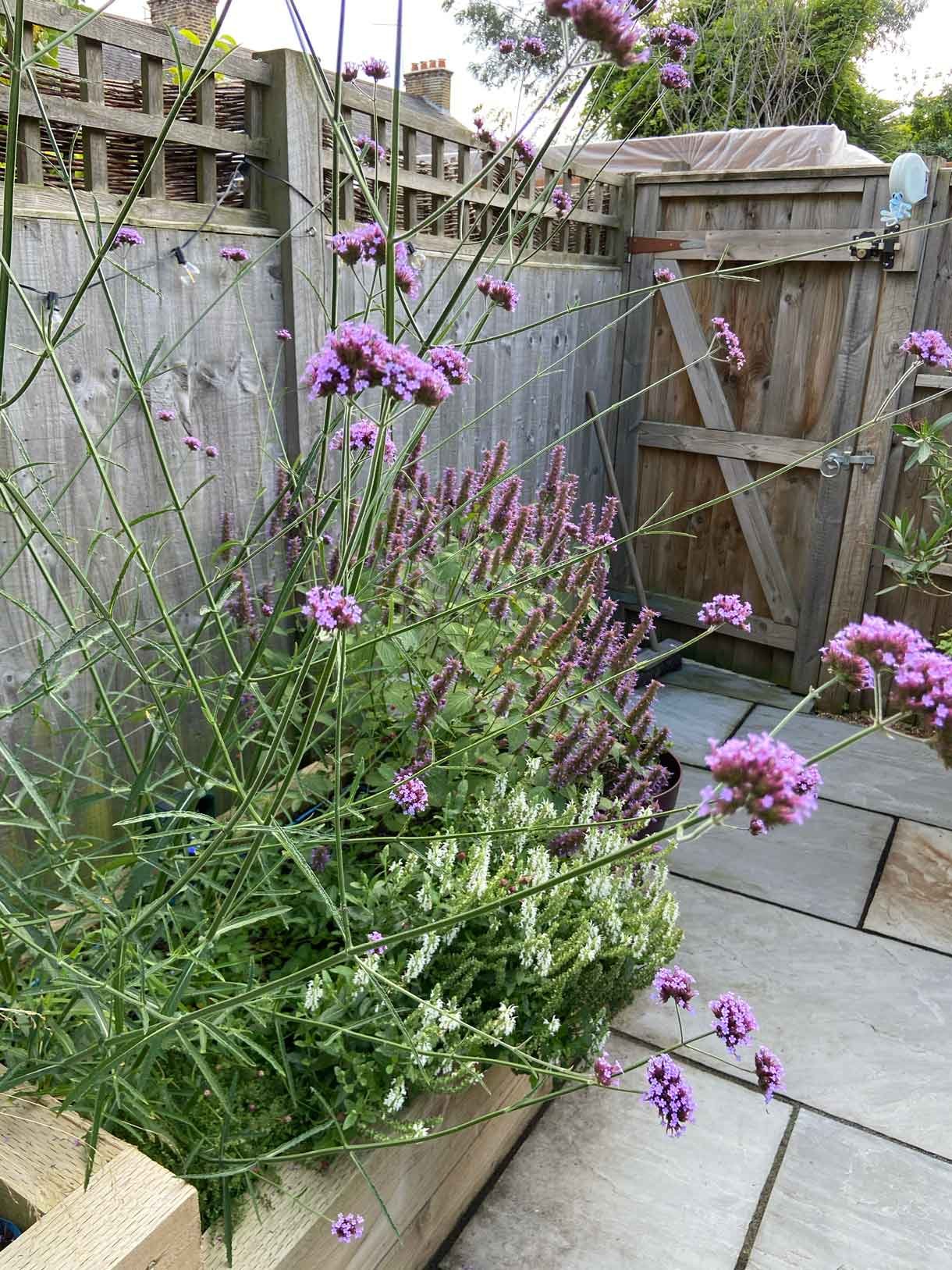 A small garden in Twickenham which we designed and built using sandstone for the patio and softwood sleepers for raised beds.