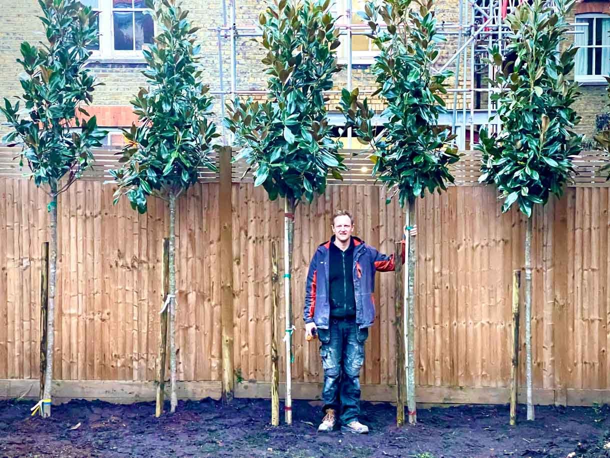 Trees used for privacy in a garden in Putney which rise above the fence line.